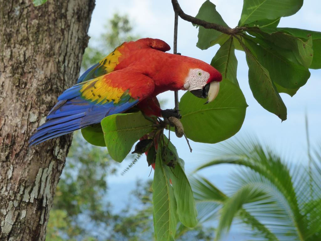 Corcovado Beach Lodge Puerto Jiménez Kültér fotó