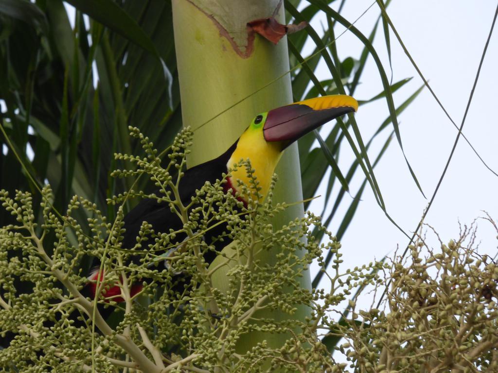 Corcovado Beach Lodge Puerto Jiménez Kültér fotó
