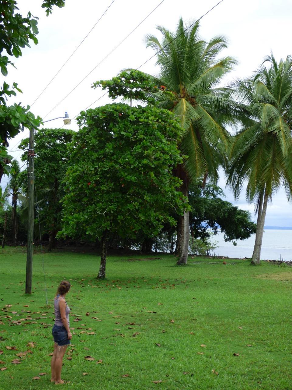 Corcovado Beach Lodge Puerto Jiménez Kültér fotó